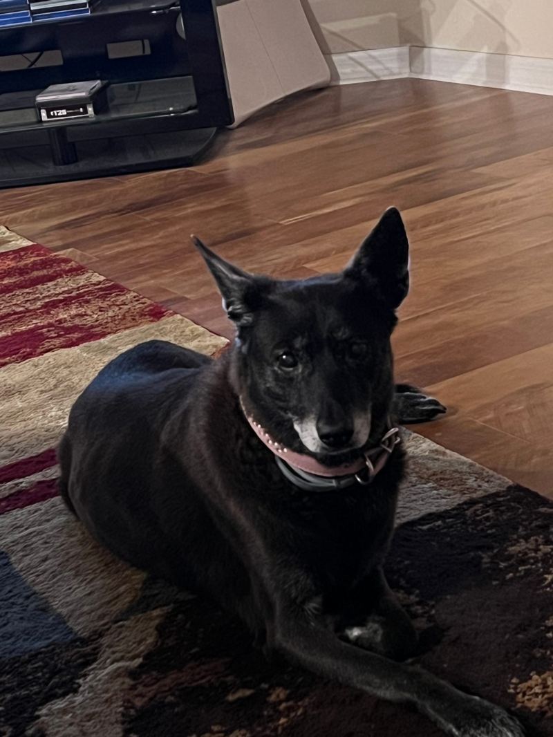 Angel, a black shepherd mix with a greying muzzle and a pink studded collar, lying on a striped rug and looking up at the camera
