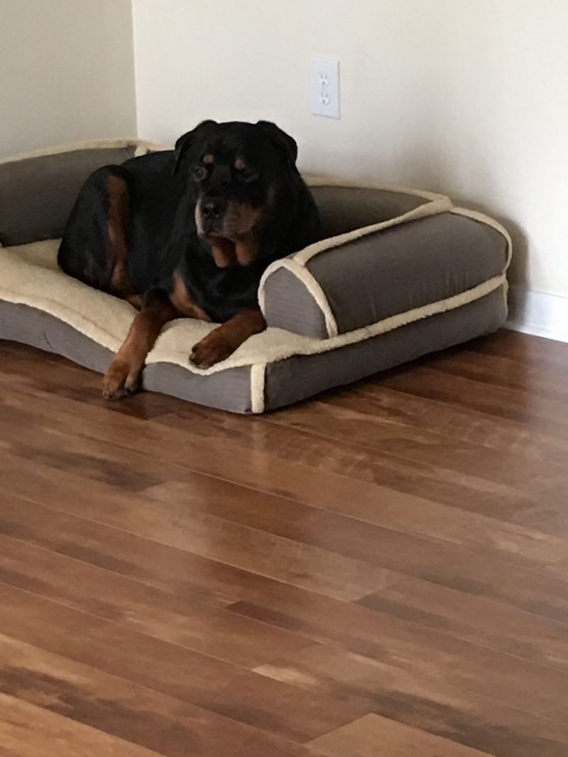 C3, a black and tan rottweiler, folded into a grey bolster bed in the corner of a room with a hardwood floor