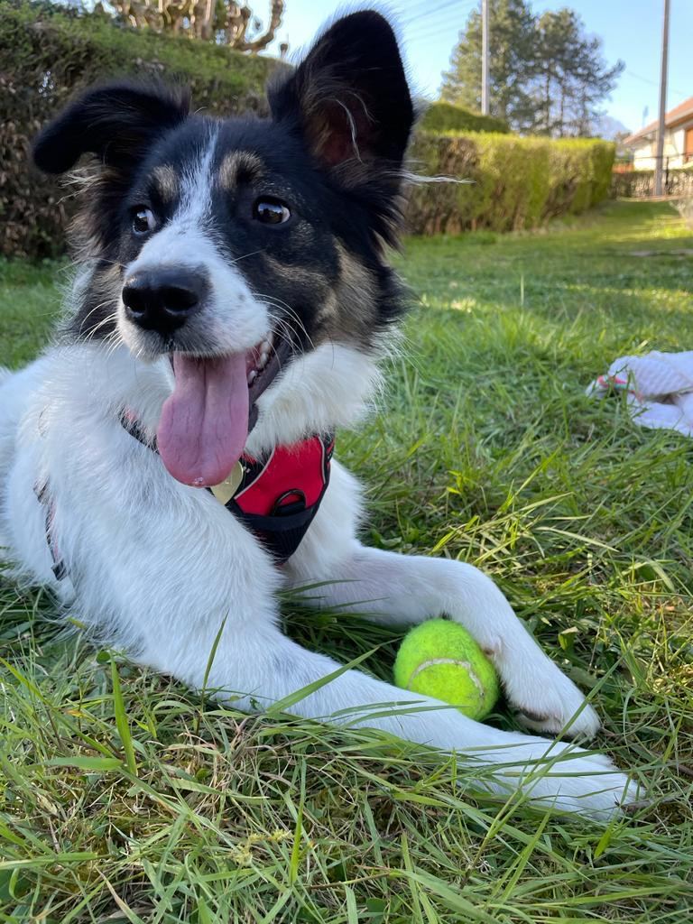Cali, a black and white border collie puppy in a red harness, lying in a sunny garden with her tongue out and a tennis ball between her paws