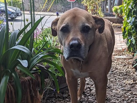 Chunky, a broad tan dog with a greying muzzle, standing on a gravel path beside a garden on a quiet residential corner