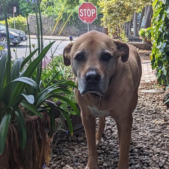 Chunky, a broad tan dog with a greying muzzle, standing on a gravel path beside a garden