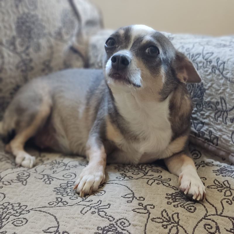 Coco, a small grey and white chihuahua mix, settled on a patterned sofa and looking up