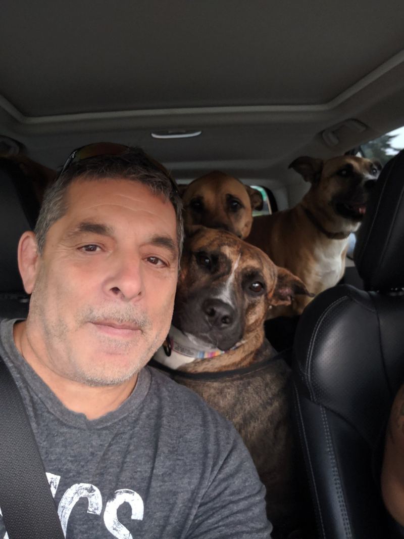 Three dogs leaning in from the back seat of a car, alongside the person driving them