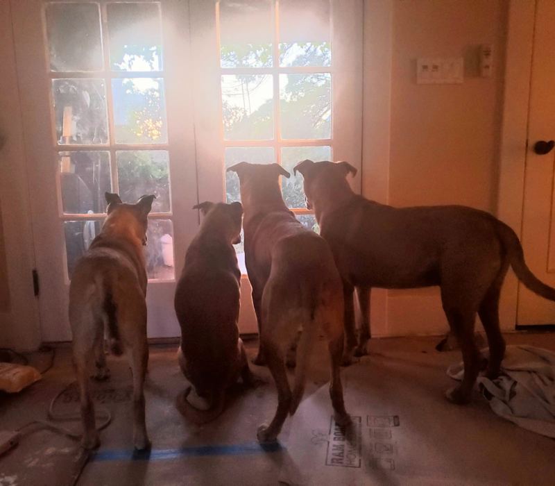 Four dogs lined up at a set of French doors, watching the sunlit garden outside