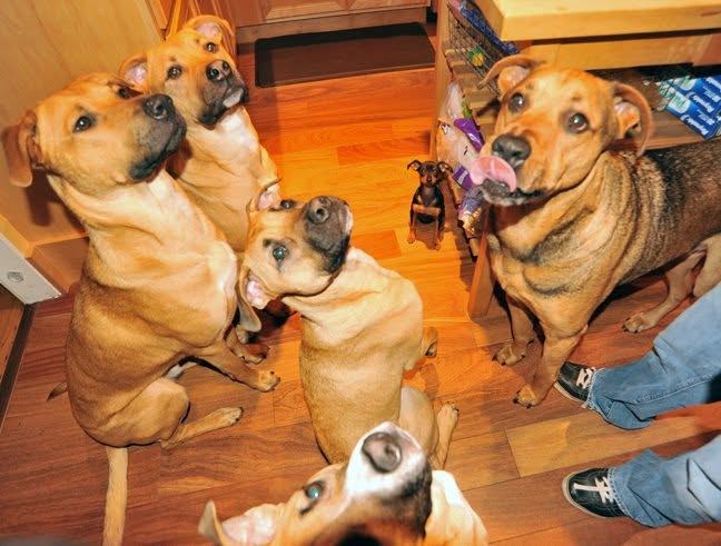 Five tan and brindle dogs gathered on a kitchen floor, every one of them looking up at the camera