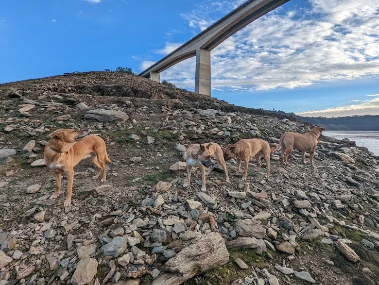 Four tan dogs exploring a rocky lakeshore beneath a tall highway bridge on a clear morning