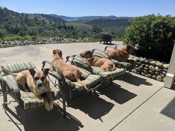 Four tan dogs stretched out on patio loungers above a valley of green hills