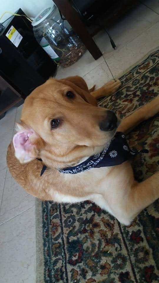 Honey, a yellow Labrador in a black paisley bandana, lying on a patterned rug and looking up at the camera