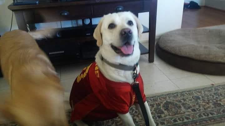 Hunter, a cream-coated Labrador in a red jersey, sitting on a rug with his tongue out while another dog wanders past