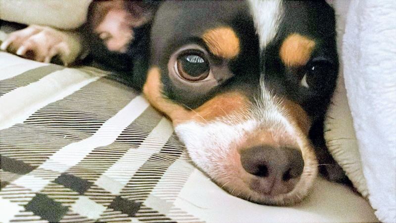 Kiwi, a small black, tan and white chihuahua, resting her chin on a checked blanket in close-up