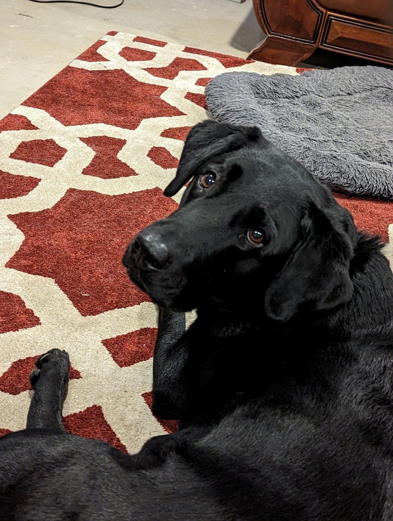 Kygo, a black Labrador, lying on a patterned rug beside his bed and looking up at the camera