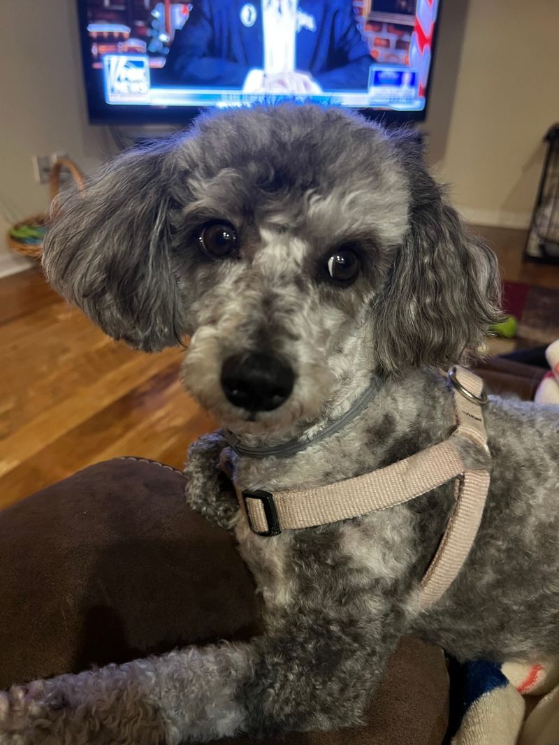 Lilli, a grey curly-coated poodle mix in a tan harness, leaning in close to the camera from the couch with her head tilted