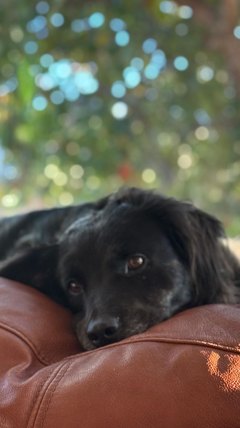 Lucy resting her chin on the arm of a leather sofa with sunlit leaves behind her