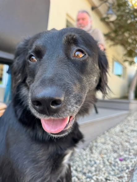 Lucy, a black dog, grinning close to the camera with a person on the steps behind her