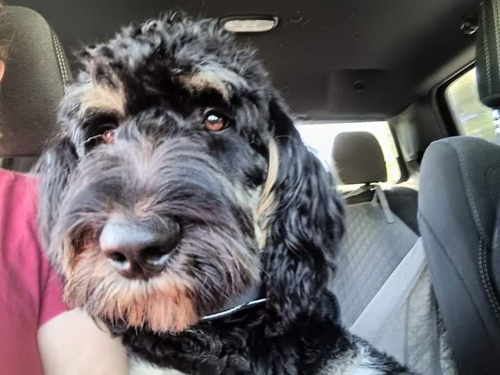 Marley, a shaggy black and tan doodle, leaning in close to the camera from the back seat of a car