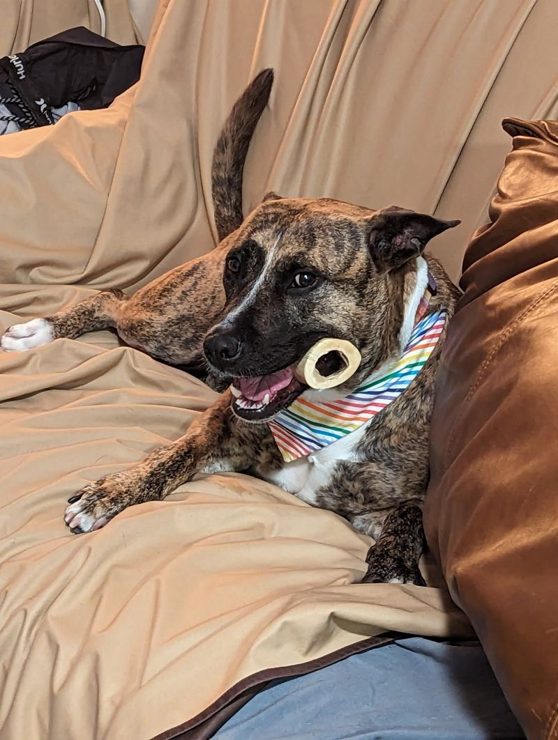 Maya, a brindle dog in a rainbow-striped bandana, chewing a treat on the sofa