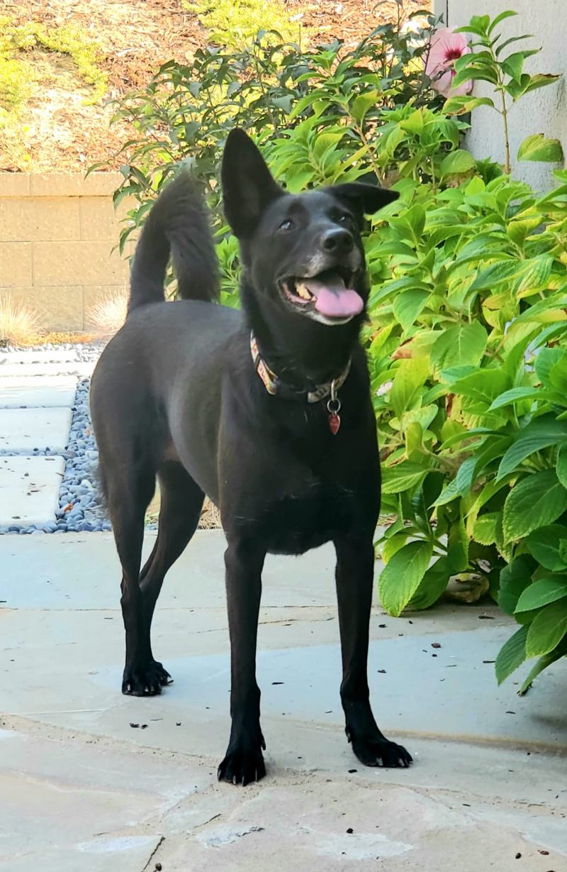 Molly, a sleek black dog with pointed ears, standing on a patio beside a hydrangea bush with her tongue out
