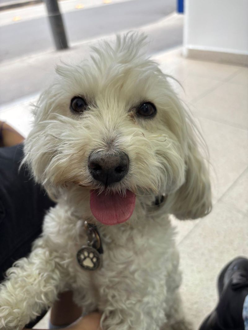 Nala, a small white curly-coated dog wearing a paw-print tag, sitting on a tiled floor and grinning up at the camera with her tongue out