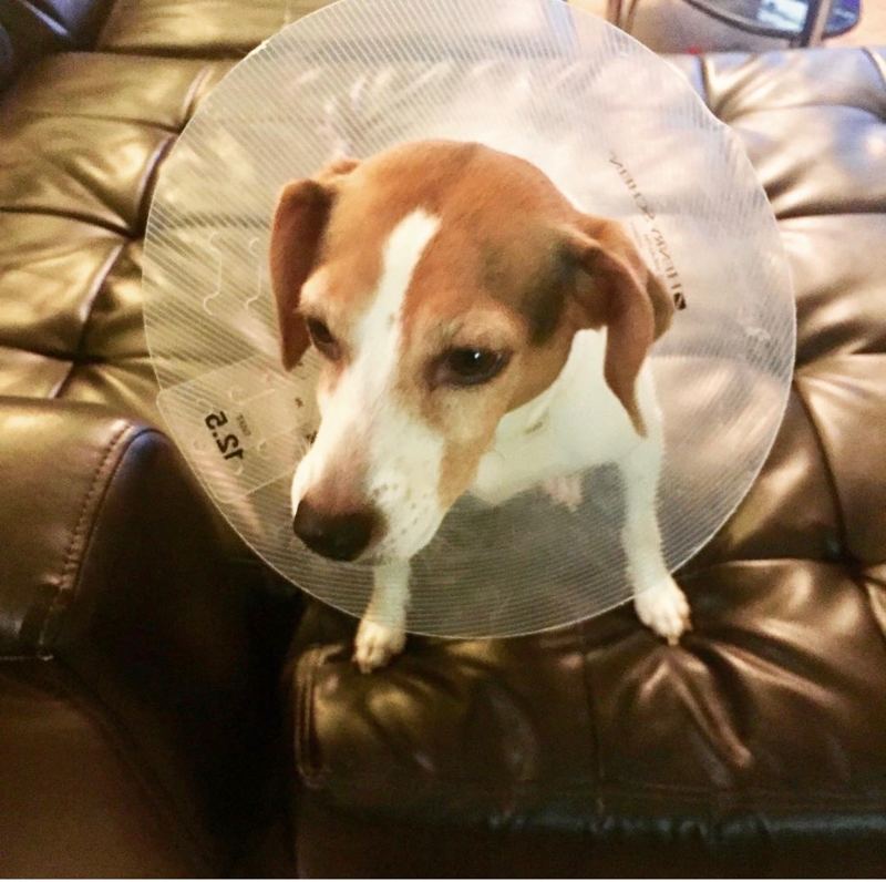 Olive, a tan and white terrier wearing a clear plastic recovery cone, sitting on a brown leather sofa