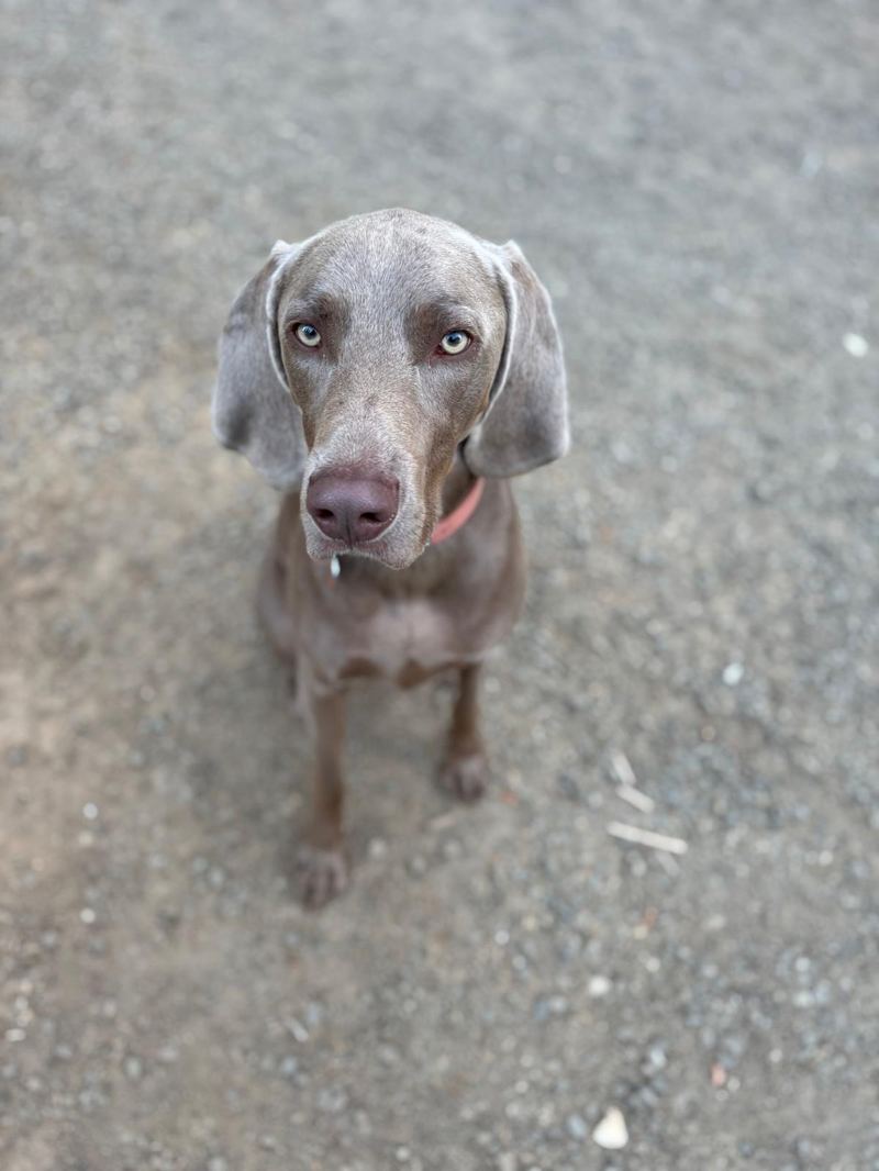 Ollie, a silver-grey Weimaraner in a coral collar, sitting on a gravel path and looking straight up at the camera