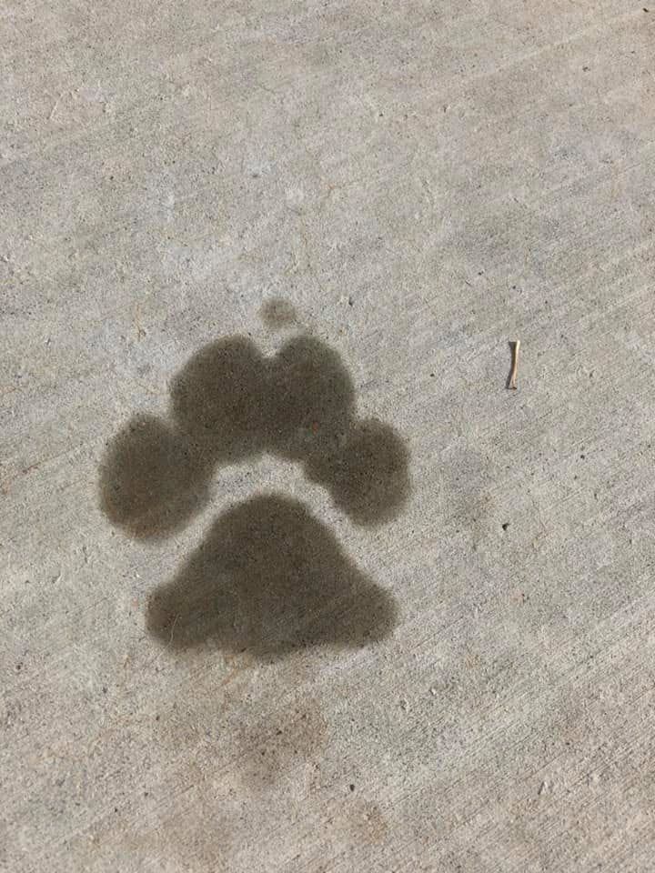 A single damp paw print left on a concrete path