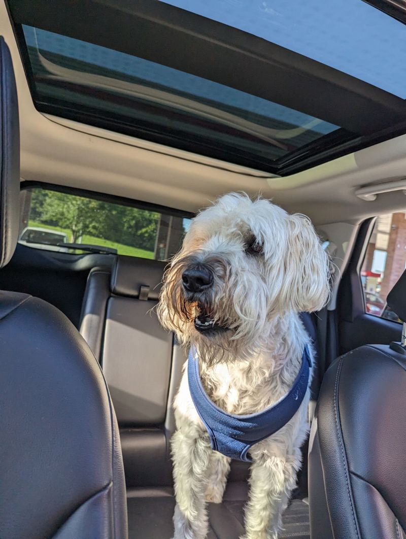 Paxton, a shaggy cream-coated dog in a blue harness, standing on a car seat under an open sunroof