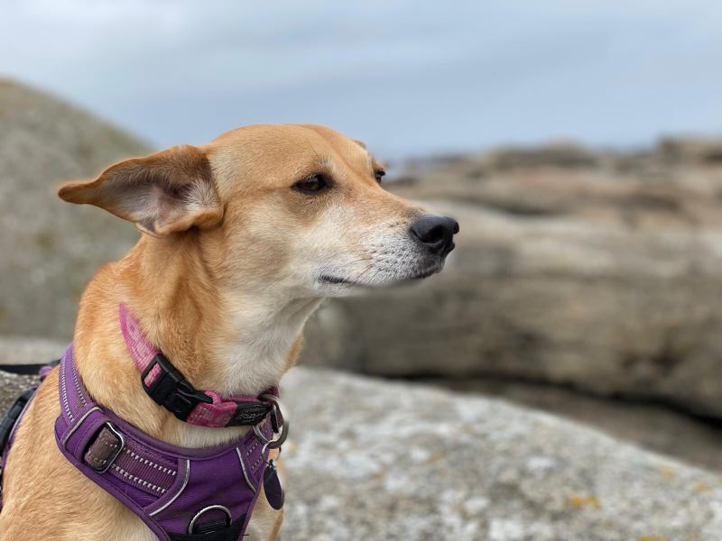 Pitaya, a tan dog with a white muzzle in a purple harness, looking out across grey coastal rock under an overcast sky