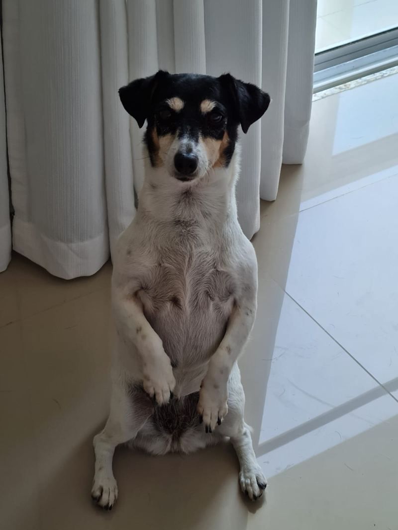 Scotty, a small black, white and tan terrier, sitting upright on his hind legs by a sunlit window
