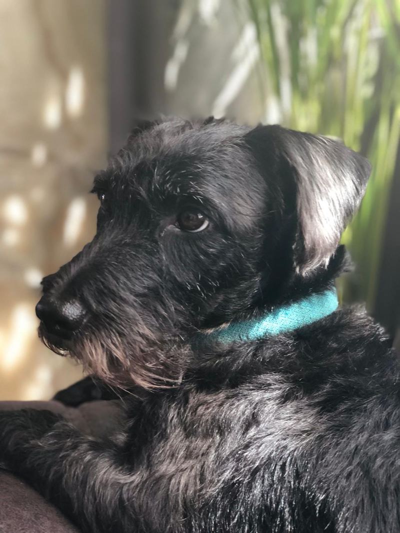 Theo, a shaggy black terrier in a teal collar, resting on a couch in profile with sunlit greenery behind him