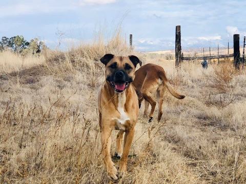 Tiny, a large tan dog with a black muzzle, trotting toward the camera through tall golden grass with a second dog behind him