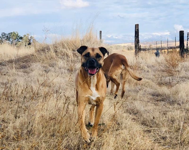 Tiny, a large tan dog with a black muzzle, trotting toward the camera through tall golden grass with a second dog behind him
