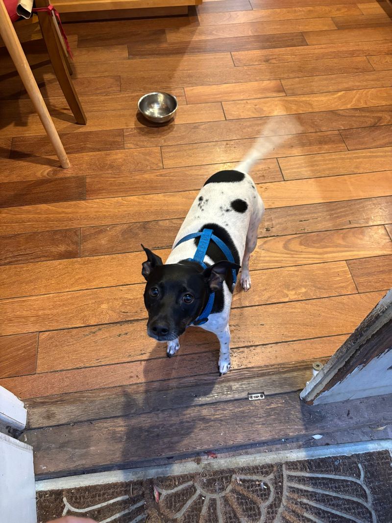 Zeus, a black and white dog in a blue harness, standing on a hardwood floor and looking up at the camera